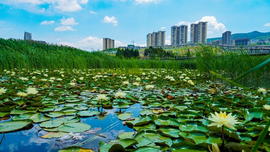 贵州盘州西铺河湿地公园睡莲盛放