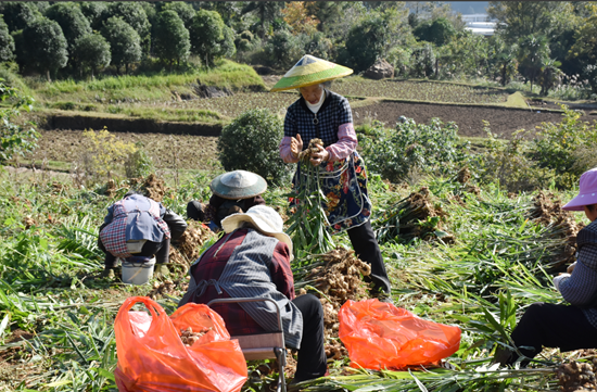 贵州都匀:百亩姜田迎丰收 产值百万促振兴