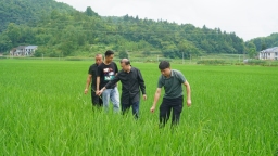 贵州镇远江古镇：无人机飞防保丰收 科技赋能助增效