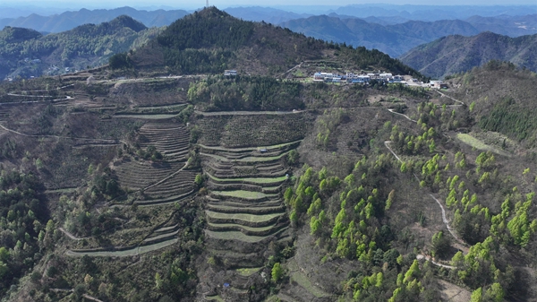 贵州罗甸:金花护青山 茶香富人家