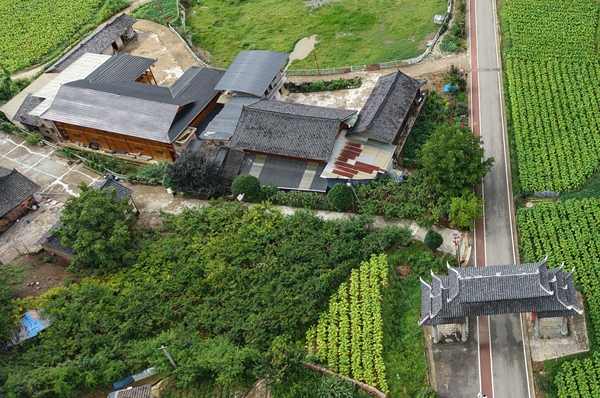 貴州施秉:雲端山野藏鮮甜 高山黃桃新鮮上市