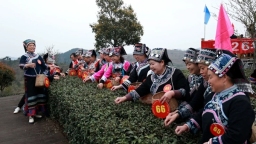 贵州平塘举行第十一届“品平塘甲茶·观中国天眼·贵州春茶第一壶”开采活动