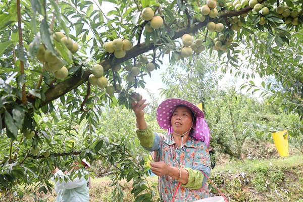 貴州施秉:育好苗 賣好果 貴妃李産業繪就振興圖景