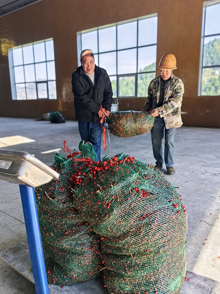 贵州仁怀合马镇:6800亩山桐子喜获丰收