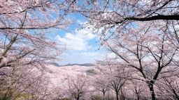 “到贵州，看花海” 2026贵州春季赏花旅游热潮全面开启