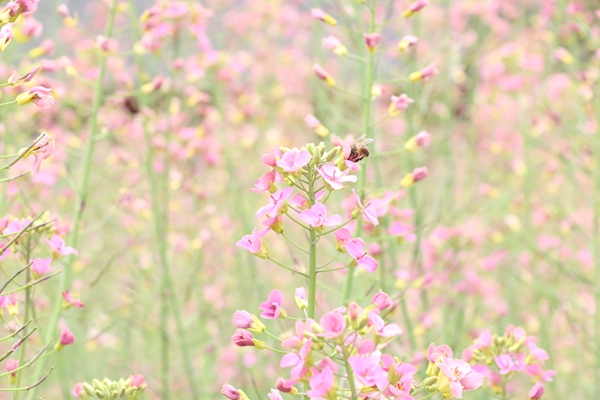 游船赏花享春光 贵州荔波小七孔又有新“花样”