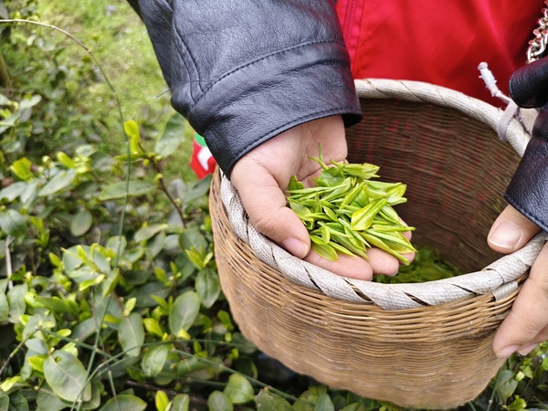 贵州清镇:春茶抢“鲜”开采 茶旅融合铺就强村富民路