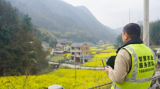 贵州镇远:2万亩油菜花迎“飞防”护航 科技绘就春日新“丰”景