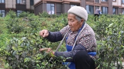 庭院变茶园 贵州独山望城社区飘出幸福茶香