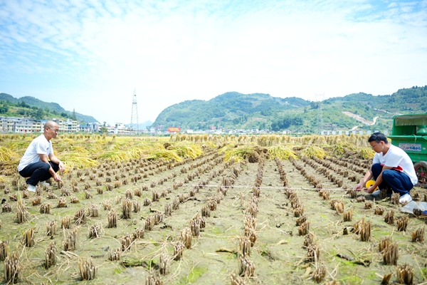 貴州仁懷:從田間到糧倉 全程機械化護航水稻豐收