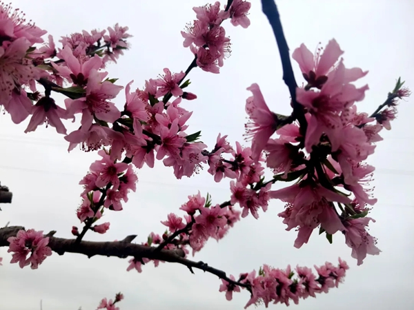 贵州平塘:桃红染青山 春色醉游人