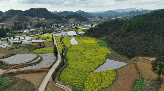 贵州施秉:万亩烟田拓宽致富“黄金路”