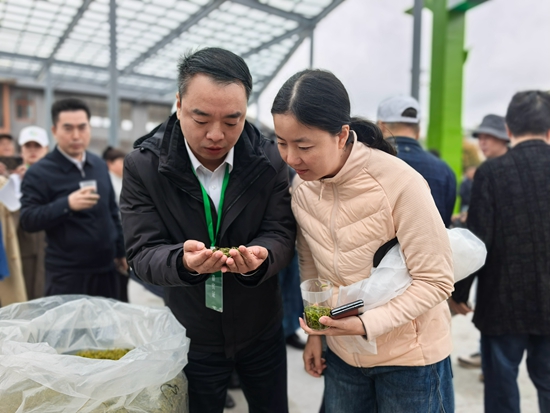 2026贵州早春茶产销对接大会在晴隆启幕