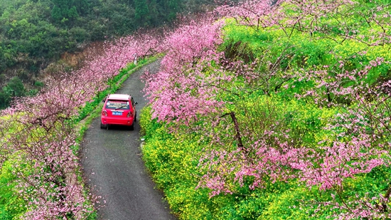 贵州镇远古城第四届“花语节”暨赏花季启幕