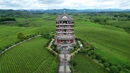 茶园变景区 游客当茶农——贵州茶山旅游热度飙升