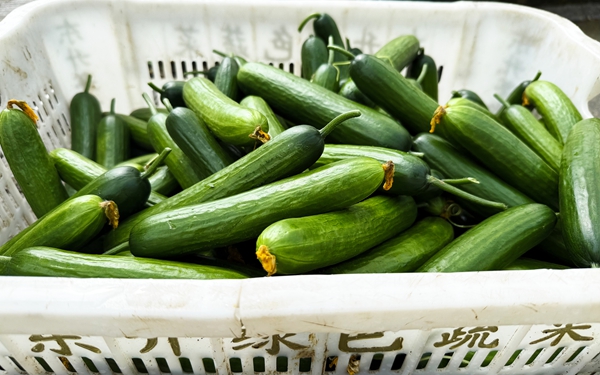 贵州仁怀东升农场:夏收夏管齐上阵 特色蔬果助振兴