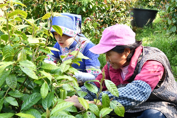 贵州罗甸:金花护青山 茶香富人家