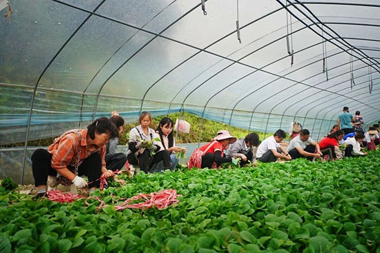贵州清镇:雨润良田菜正鲜 产发“突击队”田间助农暖民心