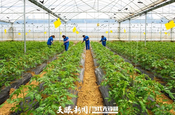 牢记初心使命 奋进复兴征程|守护红色根脉 绽放动人“花茂”