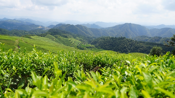 貴州鎮遠金堡鎮:650畝夏茶采收正當時