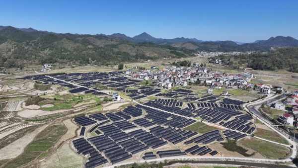 贵州天柱:特色产业为笔 绘就秋冬种增收画卷