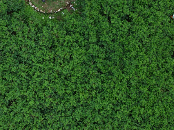 貴州施秉:雲端山野藏鮮甜 高山黃桃新鮮上市