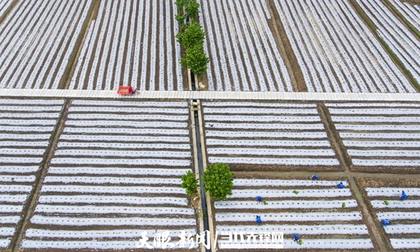 牢记初心使命 奋进复兴征程|守护红色根脉 绽放动人“花茂”