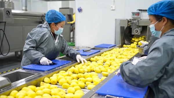 贵州盘州:“小薯片”开足马力 保障海外订单交付