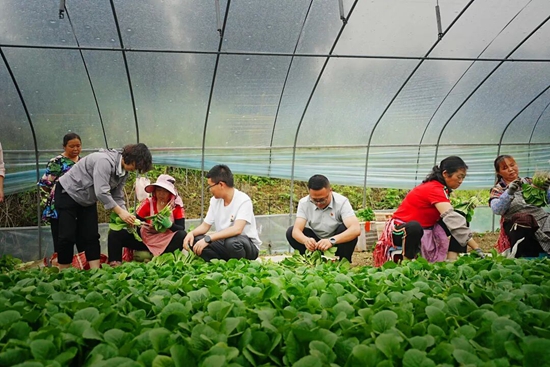贵州清镇:雨润良田菜正鲜 产发“突击队”田间助农暖民心