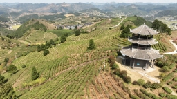 贵州丹寨：12万亩春茶迎来采摘季