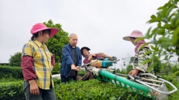 贵州平塘：转型升级拓赛道 好茶焕发新生机