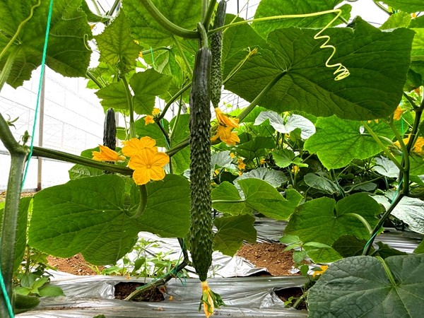 贵州仁怀东升农场:夏收夏管齐上阵 特色蔬果助振兴
