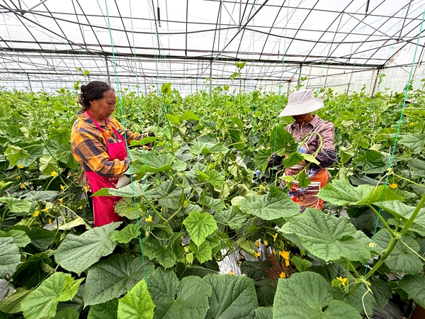 贵州仁怀东升农场:夏收夏管齐上阵 特色蔬果助振兴