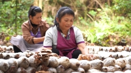贵州丹寨：林下茶树菇采摘忙 特色产业促增收