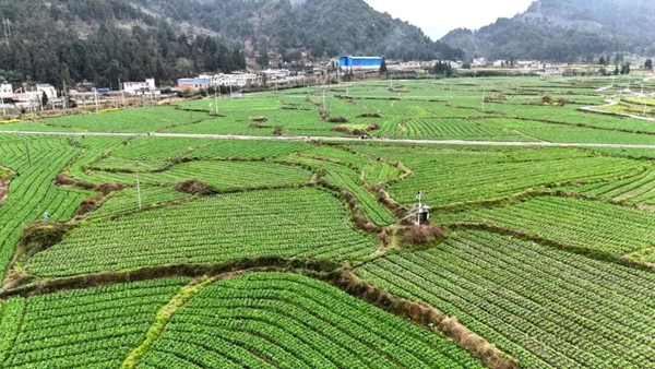 聚焦高质量 跑出加速度 贵州都匀2026年第一季度产业发展实现良好开局