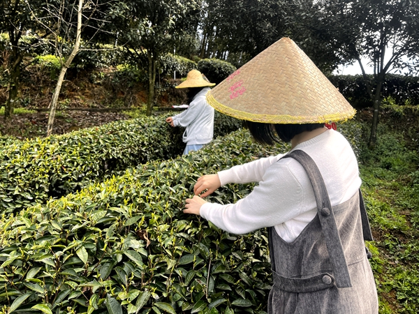 贵州清镇:春茶抢“鲜”开采 茶旅融合铺就强村富民路