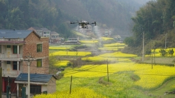 贵州镇远：2万亩油菜花迎“飞防”护航 科技绘就春日新“丰”景