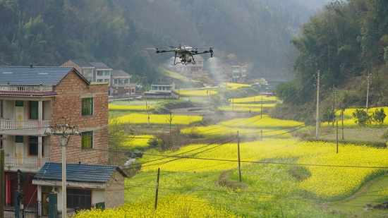 贵州镇远:2万亩油菜花迎“飞防”护航 科技绘就春日新“丰”景