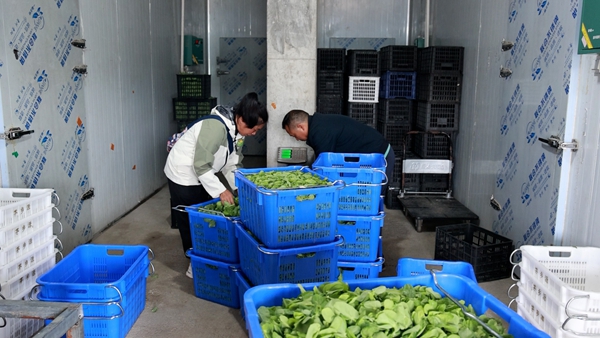 贵州平塘者密头茬豌豆尖直供粤港澳 特色蔬菜“鲜”行大市场 null