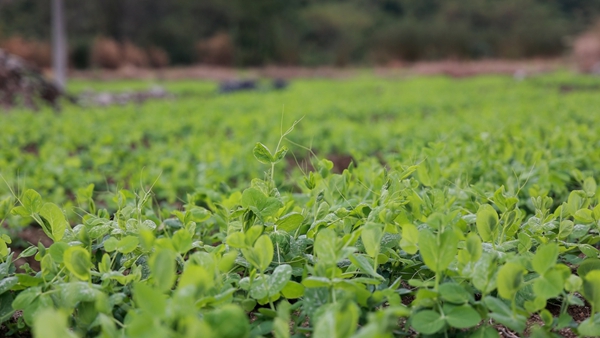 贵州平塘者密头茬豌豆尖直供粤港澳 特色蔬菜“鲜”行大市场 null
