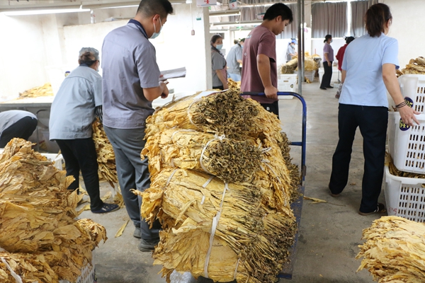 贵州镇远涌溪乡烤烟收购有序推进 助力群众增收致富