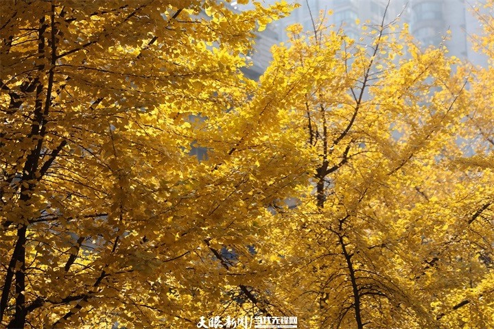 演出市集民俗齐上阵!贵阳冬季文旅“热”力全开