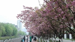 六盘水市钟山区：樱花引客来 消费活起来