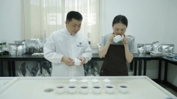 贵州思南：前三季度进出口生态茶1300吨