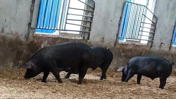 六盘水市六枝特区在高质量发展的路上实现“多彩跨越”