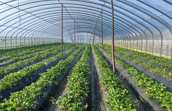 从“种植小白”到“草莓专家“:六盘水市水城区草莓种植户尹德发和他的草莓园