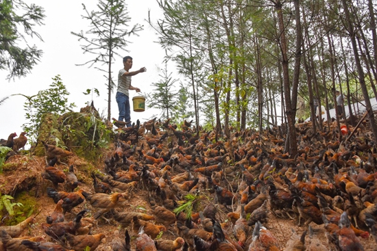 贵州丹寨:林下产业“富民”又“富林” 激活乡村振兴新动能
