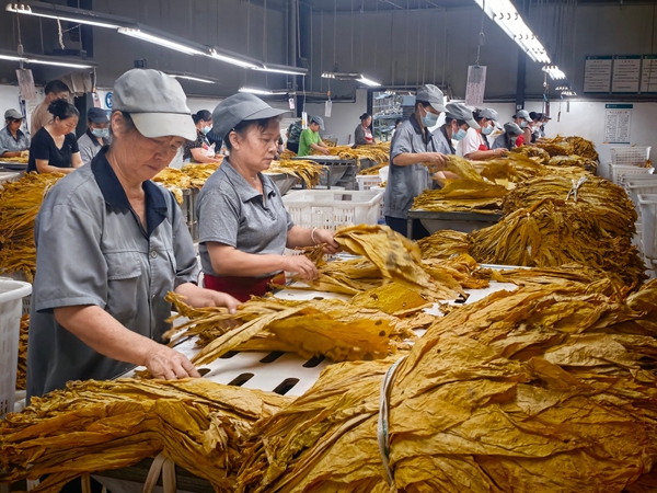 貴州施秉:烤煙收購正當時 群眾增收“金”滿倉