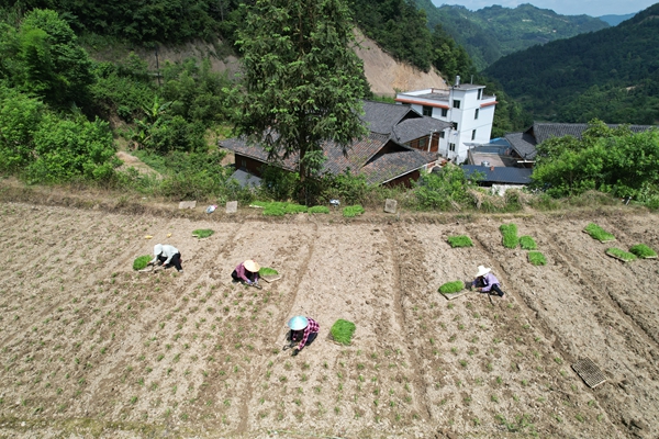 贵州镇远报京乡:小米移栽正当时 田间地头绘“丰”景