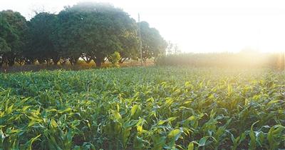 科技小院 从中国创新走向全球推广